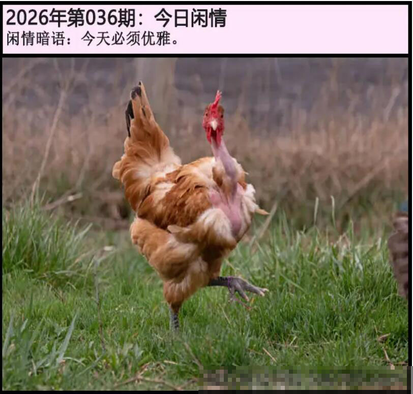 036期另版今日闲情[图]